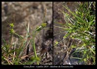 Carex-flava4